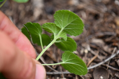 Acalypha monostachya