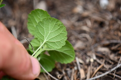 Acalypha monostachya