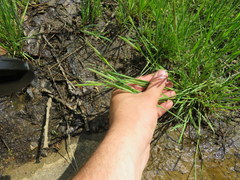 Alopecurus carolinianus