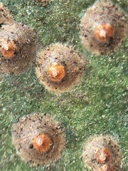 Chrysomphalus pinnulifer