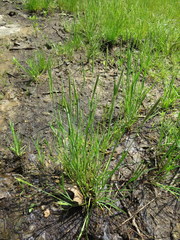 Alopecurus carolinianus