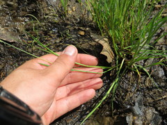 Alopecurus carolinianus