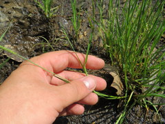 Alopecurus carolinianus