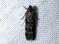 Chionodes bicostomaculella