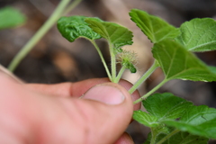 Acalypha monostachya