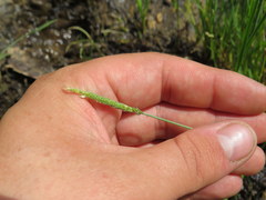 Alopecurus carolinianus
