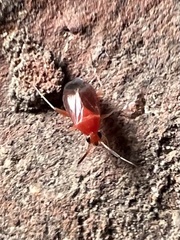 Rhinocapsus rubricans