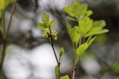 Rhus aromatica serotina