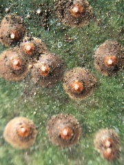 Chrysomphalus pinnulifer