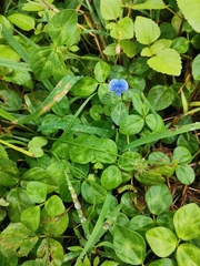 Vigna parkeri