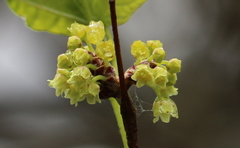 Rhus aromatica serotina