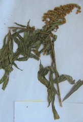 Solidago canadensis canadensis