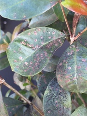 Chrysomphalus pinnulifer