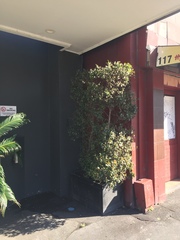 Chrysomphalus pinnulifer