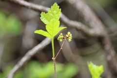 Rhus aromatica serotina