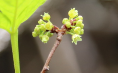 Rhus aromatica serotina