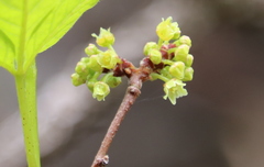 Rhus aromatica serotina