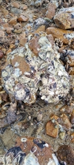 Saccostrea