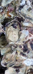 Saccostrea