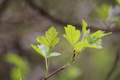 Rhus aromatica serotina