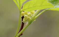 Rhus aromatica serotina