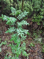 Zanthoxylum bungeanum