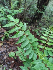 Zanthoxylum bungeanum