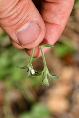 Carlowrightia torreyana