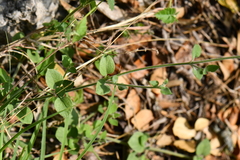 Carlowrightia torreyana