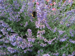 Bombus terrestris