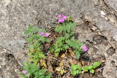 Glandularia tumidula