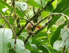 Anabacerthia striaticollis