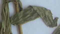 Solidago canadensis canadensis