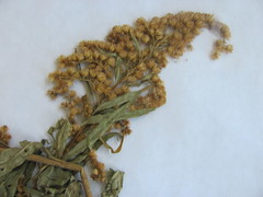 Solidago canadensis canadensis
