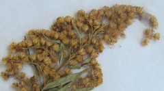 Solidago canadensis canadensis