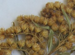 Solidago canadensis canadensis