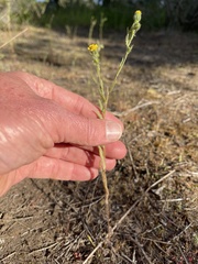 Layia hieracioides