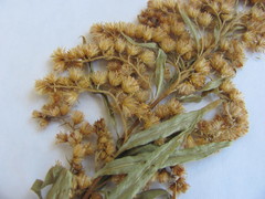 Solidago canadensis canadensis