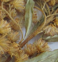 Solidago canadensis canadensis