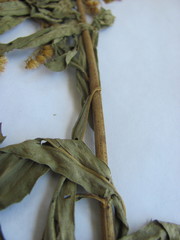 Solidago canadensis canadensis