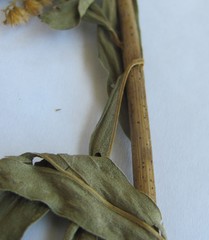 Solidago canadensis canadensis