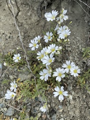 Cerastium arvense strictum
