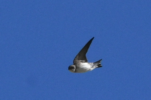 Pale Martin