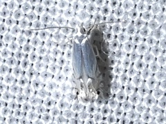 Phyllocnistis vitegenella