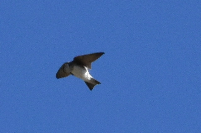 Pale Martin