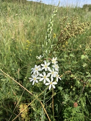 Ornithogalum pyramidale