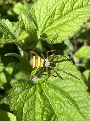 Argiope keyserlingi