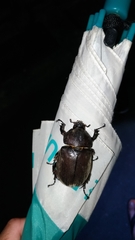 Trypoxylus dichotomus tsunobosonis