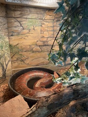 Python brongersmai