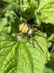 Argiope keyserlingi